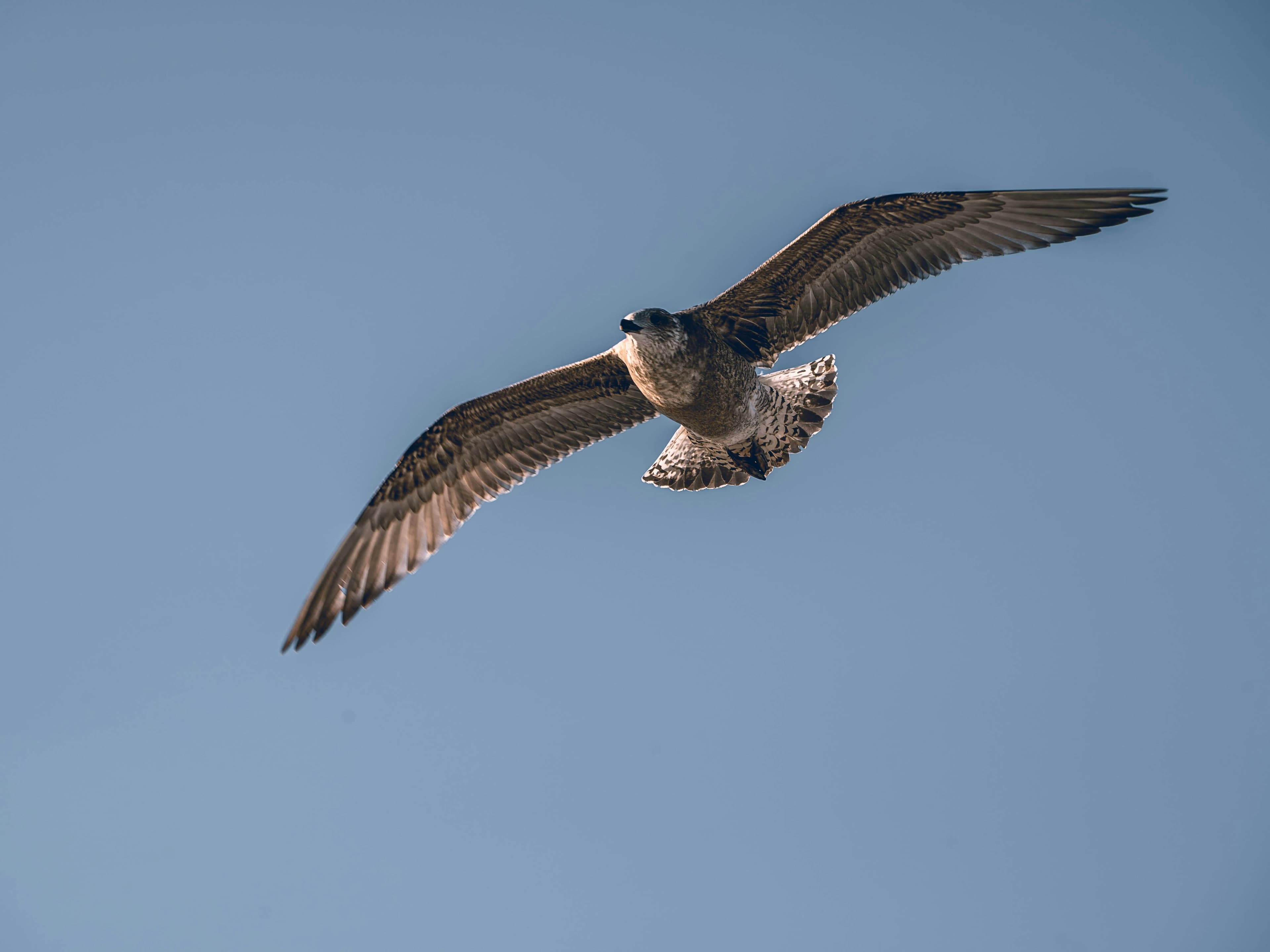 Te Ara Whakatere - Ngā Whetū me te Urungi