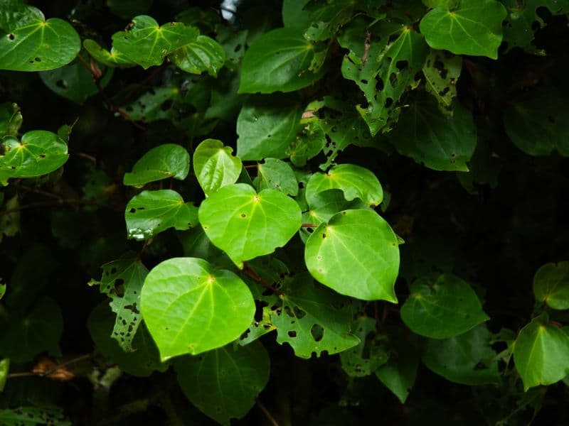 Mātauranga Māori Wānanga